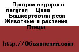 Продам недорого папугая. › Цена ­ 1 500 - Башкортостан респ. Животные и растения » Птицы   